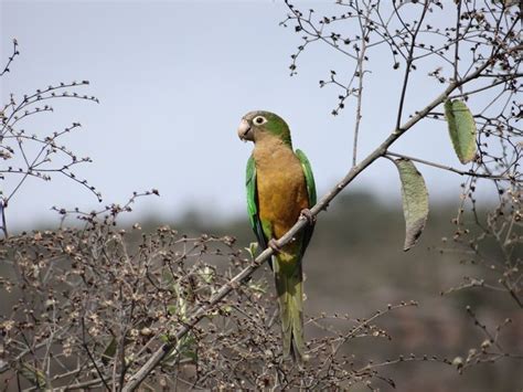 Periquito da Caatinga | Animals, Bird, Parrot