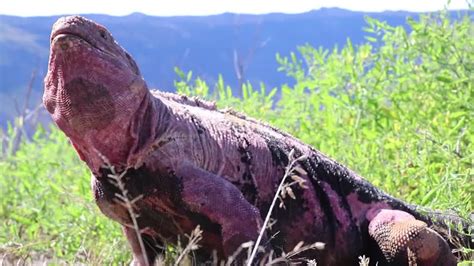 Endangered pink iguana hatchlings seen for the first time on Galapagos island | CNN