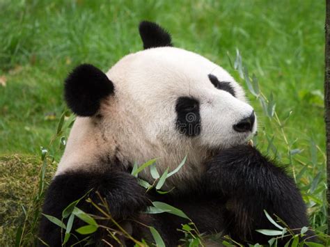 Giant panda bear eating stock photo. Image of chinese - 102408750