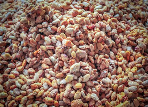 Fresh cocoa beans or white cocoa seeds in vats to prepare for fermentation before drying in the ...