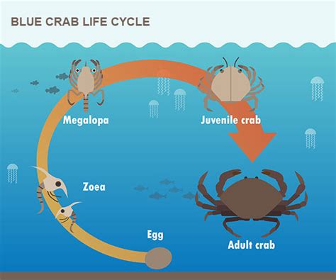 What is the life cycle of a blue crab? [2022] | QAQooking.wiki