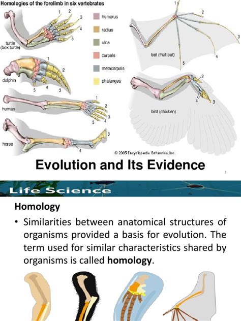 Evolution and Its Evidence | Homology (Biology) | Evolution