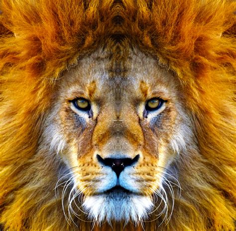 World Lion Day: Celebrating the king of the jungle - Earth.com