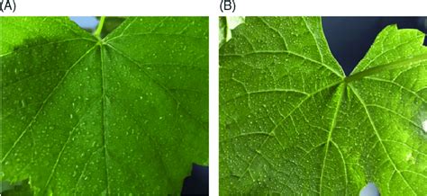 Adaxial (A) and abaxial (B) leaf surfaces of potted plants (Vitis ...