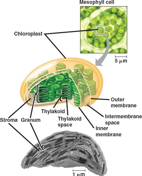 chloroplast2.html 10_03Chloroplast2.jpg