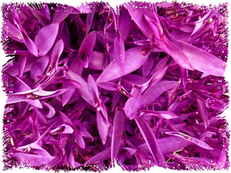 Purple Heart Plant Care (Soil, Watering, Propagation & More)