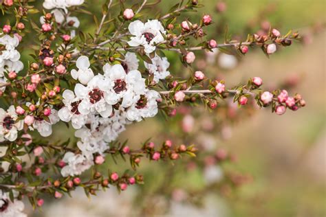 New Zealand Tea Tree Plant: Care and Growing Guide