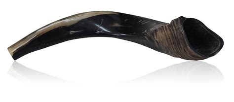 Large Polished Black Ram Horn Shofar