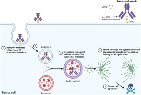 Frontiers | Brentuximab vedotin use in pediatric anaplastic large cell ...