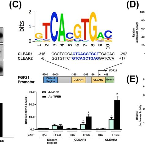 TFEB regulates FGF21 expression. A Western blot analysis of the... | Download Scientific Diagram