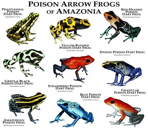 Poison Dart Frogs of Amazonia Poster Print | Etsy