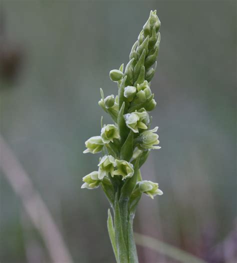 SMALL WHITE ORCHID Pseudorchis albida | Cumbria | naturalhistoryman | Flickr