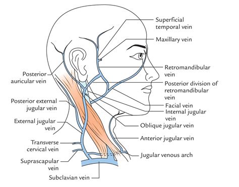 External Jugular Vein – Earth's Lab