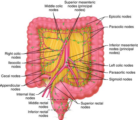 Superior Mesenteric Lymph Nodes