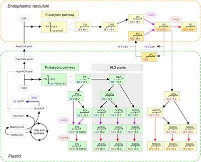 Fatty Acid Synthesis Pathway Diagram