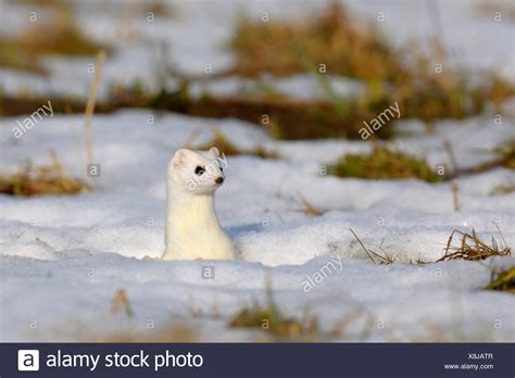 Ermine Snow High Resolution Stock Photography and Images - Alamy