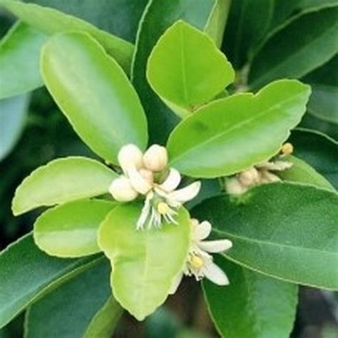 Mexican Lime Tree