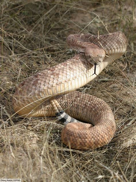 Western Diamondback Rattlesnake Striking