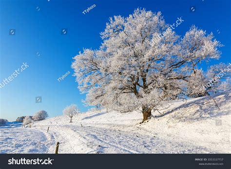 4,530,303 Arboles Nevados Images, Stock Photos & Vectors | Shutterstock