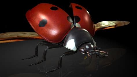 Ladybirds insects model - TurboSquid 1320046