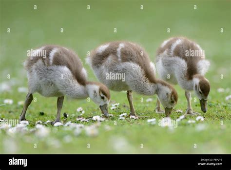 Baby Egyptian goose Stock Photo - Alamy