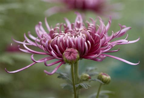 Gardening 101: Chrysanthemums - Gardenista