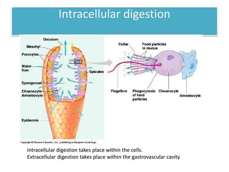 PPT - NUTRITION AND DIGESTION PowerPoint Presentation, free download ...