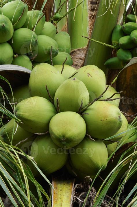 green coconut at tree 1356038 Stock Photo at Vecteezy