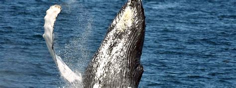 Whale Watching in Provincetown, MA | Captain John Boats