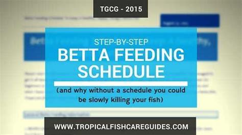 Can Betta Fish Eat Goldfish Food - Tropical Fish Care Guides