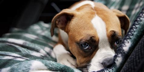 Who Gets The Pets In A Divorce? What You Need To Consider When Fighting Over Fido | HuffPost