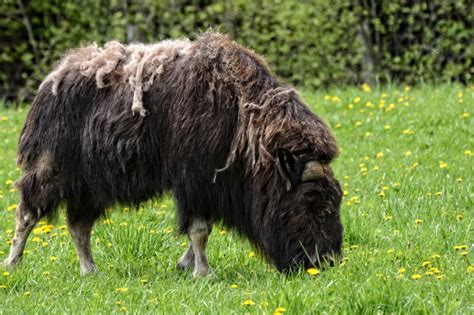 Musk Ox Facts, Information, Pictures & Video For Kids & Adults