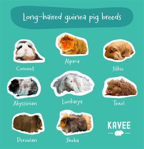 How to Take Care of Long-Hair Guinea Pigs | Kavee USA