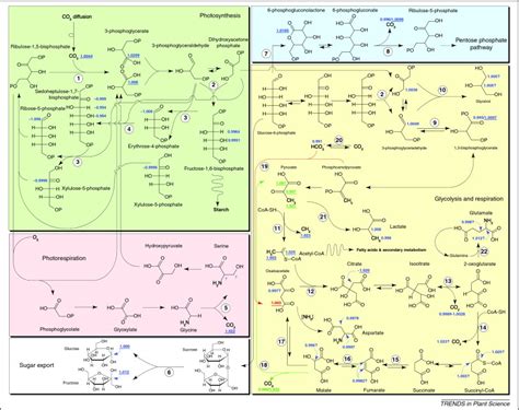 12C/13C fractionations in plant primary metabolism: Trends in Plant Science