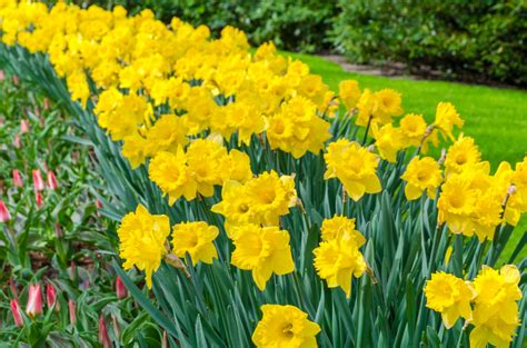 The Daffodil Flower: A Beautifully Fragrant Spring Flower For Your ...