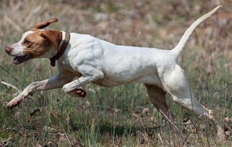 Sporting Dogs - List of all sporting dog breeds - K9 Research Lab