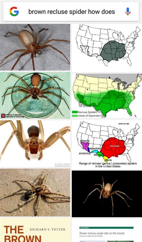 Size and range of territory in USA. | Brown recluse spider, Recluse spider, Brown recluse