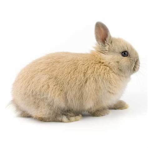 Mengenal Kelinci Netherland Dwarf Lebih Dekat Kecil nan Lucu