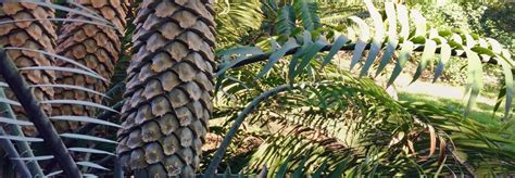 Cycads - Mathias Botanical Garden