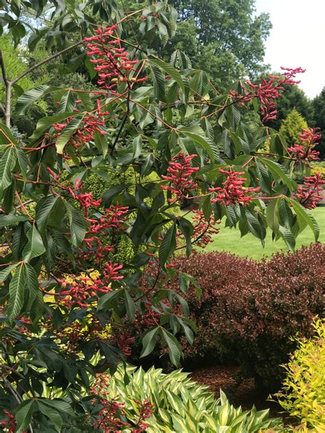 Red Buckeye | Perfect plants, Flowering trees, Winter garden