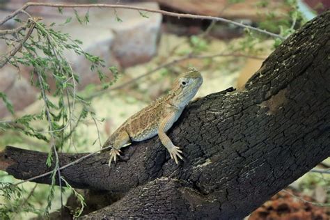 Dwarf Bearded Dragon (Pogona henrylawsoni) - ZooChat