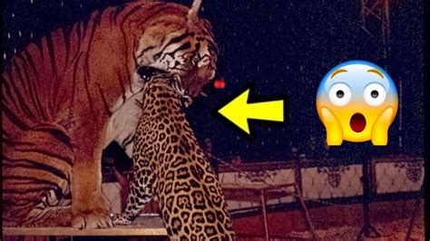 TIGER VS JAGUAR! Real fights Most Wild Animal Battles Captured! - YouTube