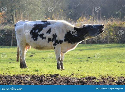 Mooing Cow Royalty-Free Stock Image | CartoonDealer.com #16990612