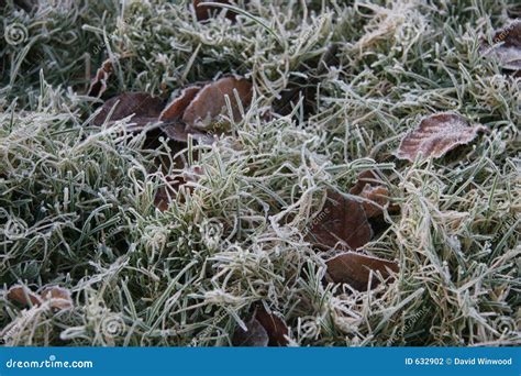 Frost on grass stock photo. Image of cold, ground, morning - 632902