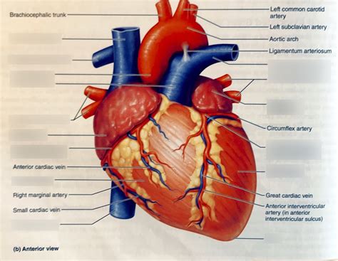 Arteries Diagram Labeled Quizlet / Heart Model Lab Boot Labeling Diagram Quizlet - Learn ...