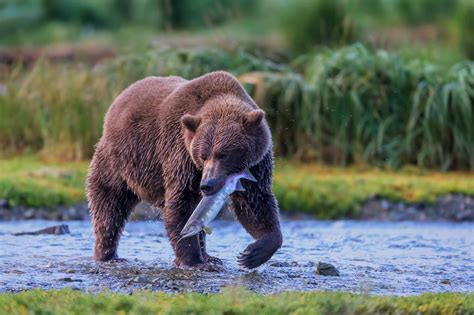 Grizzly Bear Walking With Fish it Caught Fine Art Photo | Photos by Joseph C. Filer