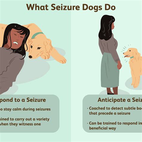 How Do Seizure Dogs Detect Seizures