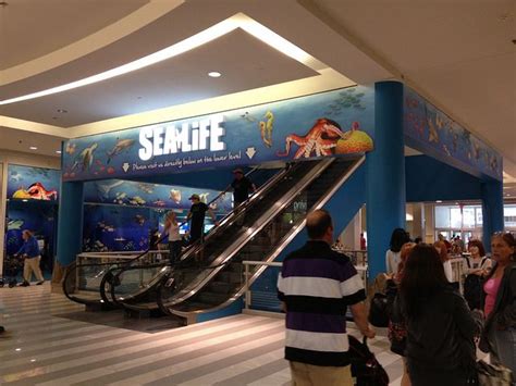 Sea Life Aquarium at Mall of America in Bloomington, MN. | Mall of america, America, Mall