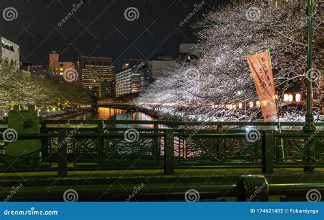 Cherry Blossoms Night View in Japan Editorial Photography - Image of ...