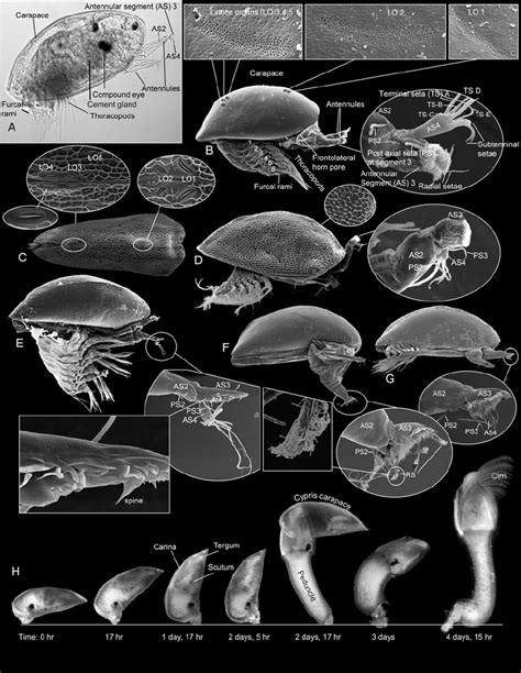 2 Naupliar and cypris larvae of the Thoracica. A: schematic drawing of... | Download Scientific ...